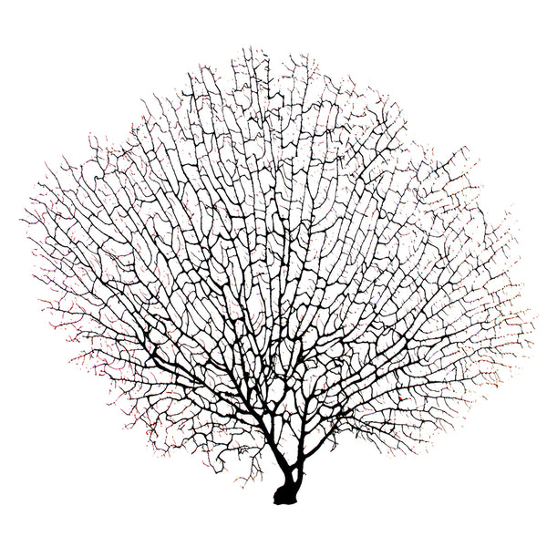 Black Gorgorian Sea Fan